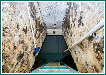 Deerfield Beach Restoration Company Deerfield Beach, FL 754-210-9244 - cont-mold-wgr-1
